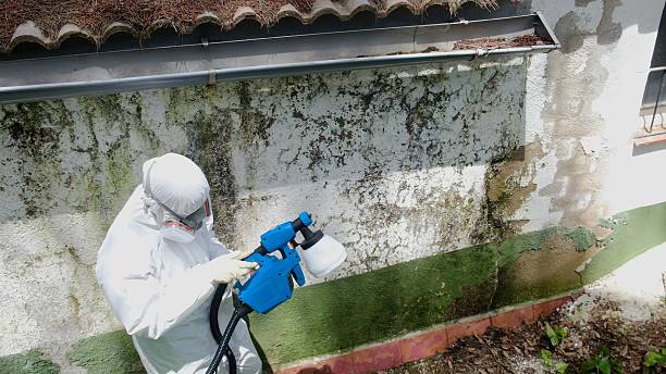 Trusted Mold Remediation service in Newport, TN - Cheap Mold Removal